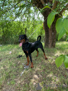 Photo №3. Doberman Pinscher young dog. Serbia