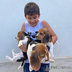 Photo №1. beagle - for sale in the city of Espoo | 750$ | Announcement № 161285