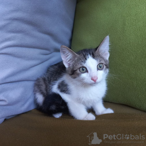 Additional photos: A charming tabby kitten boy is looking for a home and a loving family!