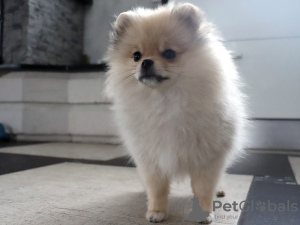 Additional photos: Pomeranian girl, standard