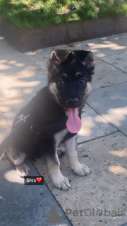 Photo №1. german shepherd - for sale in the city of Tbilisi | negotiated | Announcement № 54503
