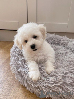 Photo №2 to announcement № 98108 for the sale of bichon frise - buy in Austria private announcement