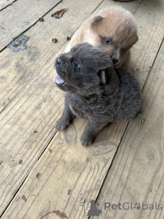 Photo №1. chow chow - for sale in the city of Anjala | Is free | Announcement № 176496