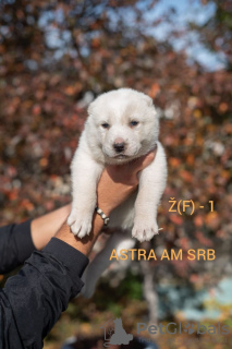 Photo №1. central asian shepherd dog - for sale in the city of Москва | negotiated | Announcement № 15327