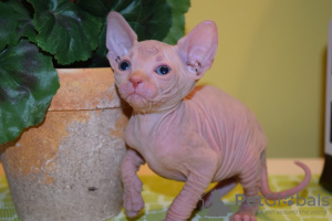 Photo №1. sphynx cat - for sale in the city of Ньюарк | Is free | Announcement № 15603