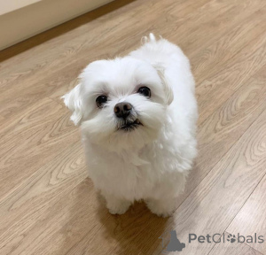 Photo №2 to announcement № 173309 for the sale of maltese dog - buy in France private announcement