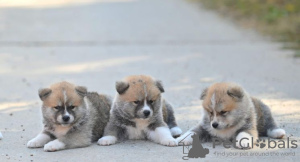 Photo №2 to announcement № 75193 for the sale of akita - buy in Serbia breeder