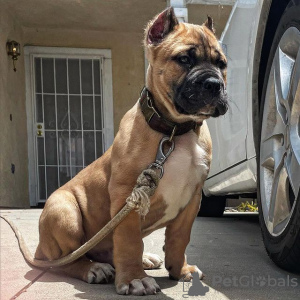 Photo №1. cane corso - for sale in the city of Rome | Is free | Announcement № 119551