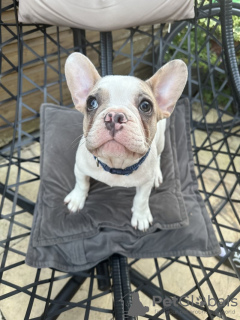 Photo №2 to announcement № 111707 for the sale of french bulldog - buy in Germany breeder