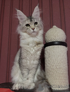 Photo №3. Wherever Theo goes, peace follows love wrapped in fur.. Italy