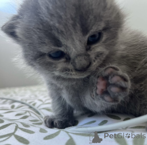 Photo №1. british shorthair - for sale in the city of Дублин | 471$ | Announcement № 139328