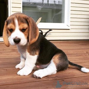 Photo №1. beagle - for sale in the city of Budapest | 370$ | Announcement № 56825