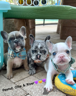 Photo №1. french bulldog - for sale in the city of Pig-pick | negotiated | Announcement № 158235