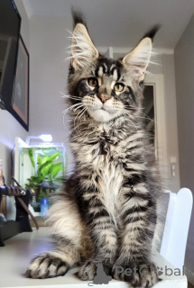 Photo №1. maine coon - for sale in the city of Flying | 2900$ | Announcement № 174785