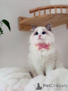 Photo №2 to announcement № 155565 for the sale of ragdoll - buy in Finland private announcement