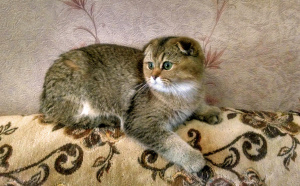 Photo №1. scottish fold - for sale in the city of Kharkov | 418$ | Announcement № 3502