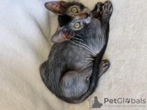 Photo №2 to announcement № 36982 for the sale of sphynx-katze - buy in Russian Federation from nursery