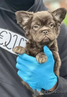 Photo №1. french bulldog - for sale in the city of Ньюарк | 450$ | Announcement № 125560