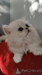 Photo №1. persian cat - for sale in the city of Odessa | 500$ | Announcement № 50588