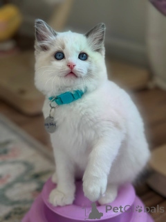 Photo №1. ragdoll - for sale in the city of Venlo | negotiated | Announcement № 170647