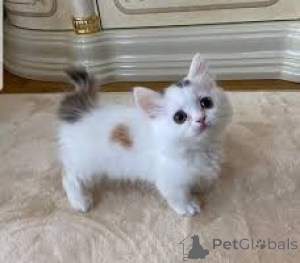 Photo №3. Chatons Munchkin à vendre. Belgium