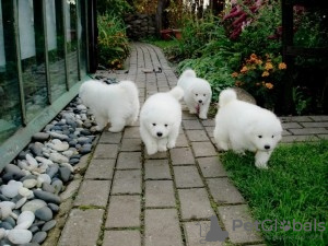 Photo №1. samoyed dog - for sale in the city of Berlin | Is free | Announcement № 125353