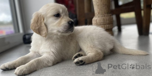 Photo №1. golden retriever - for sale in the city of Limbourg | Is free | Announcement № 154056