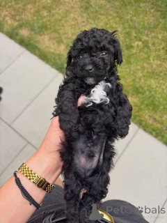 Photo №1. poodle (toy) - for sale in the city of Berlin | negotiated | Announcement № 177896