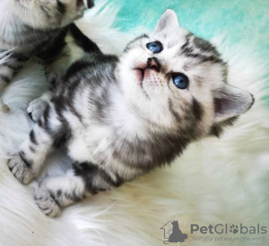 Photo №3. Britse korthaar kittens. Russian Federation