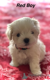 Photo №4. I will sell maltese dog in the city of Missouri City. private announcement - price - 350$