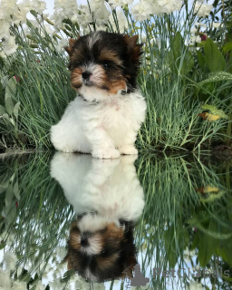 Photo №2 to announcement № 143782 for the sale of yorkshire terrier - buy in United States breeder