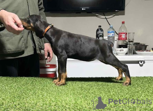 Additional photos: Doberman puppies