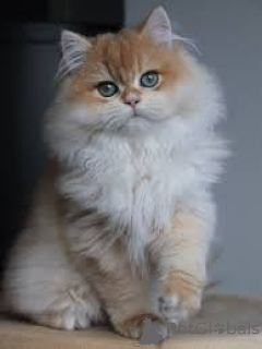 Photo №2 to announcement № 165521 for the sale of british longhair - buy in France private announcement, breeder