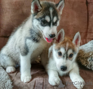 Photo №1. siberian husky - for sale in the city of Berlin | negotiated | Announcement № 118838