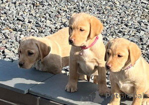 Photo №1. labrador retriever - for sale in the city of Darmstadt | 471$ | Announcement № 149691