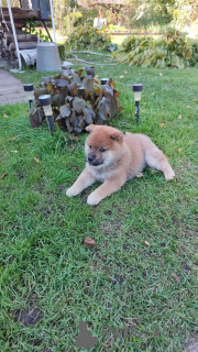 Photo №2 to announcement № 155347 for the sale of shiba inu - buy in Russian Federation private announcement
