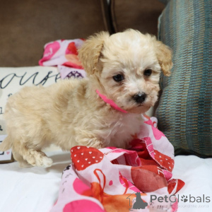 Photo №1. maltipu - for sale in the city of Hamburg | 847$ | Announcement № 150169