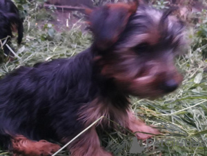 Photo №2 to announcement № 132161 for the sale of  - buy in Switzerland 