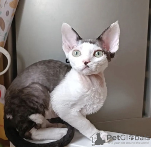 Photo №4. I will sell devon rex in the city of Indianapolis.  - price - 300$