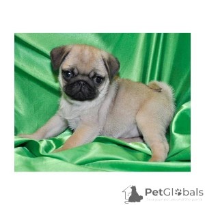 Photo №1. pug - for sale in the city of Brugelette | negotiated | Announcement № 162223
