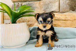 Photo №3. Teacup Yorkshire Terrier Puppy for free adoption. Germany