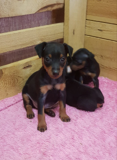 Photo №4. I will sell miniature pinscher in the city of Minsk. breeder - price - 166$