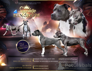 Photo №1. american staffordshire terrier - for sale in the city of Bucharest | 1400$ | Announcement № 64316