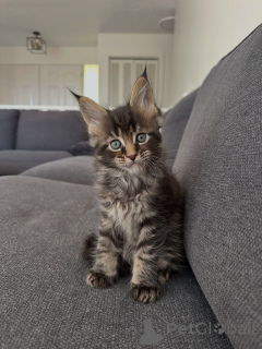 Photo №1. maine coon - for sale in the city of Munich | negotiated | Announcement № 177804