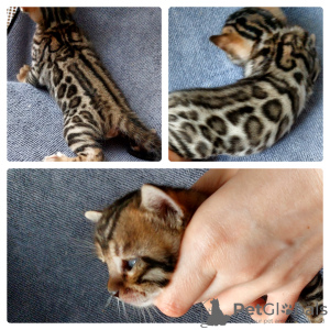 Photo №1. bengal cat - for sale in the city of Grodno | negotiated | Announcement № 19299