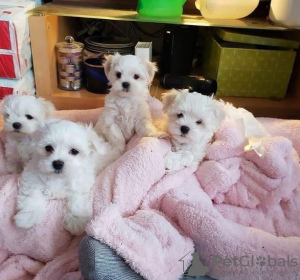 Photo №1. maltese dog - for sale in the city of Bielefeld | negotiated | Announcement № 42330