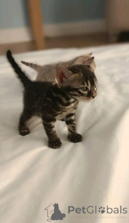 Photo №4. I will sell bengal cat in the city of Berlin. private announcement, breeder - price - 471$