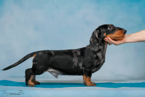 Photo №1. dachshund - for sale in the city of Москва | negotiated | Announcement № 5412