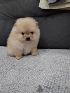 Photo №2 to announcement № 82704 for the sale of pomeranian - buy in Serbia breeder