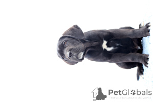 Photo №3. Catanuta Damian. Romania